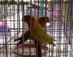 aviary.gif