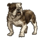 bulldog.gif
