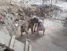 bulldogs.gif