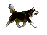 husky.gif