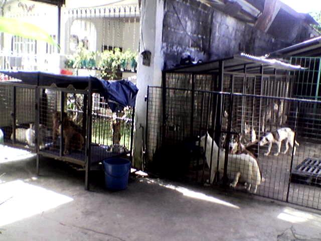 kennel01jan06.jpg