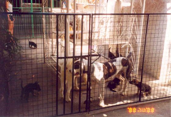 kennel22oct04.jpg