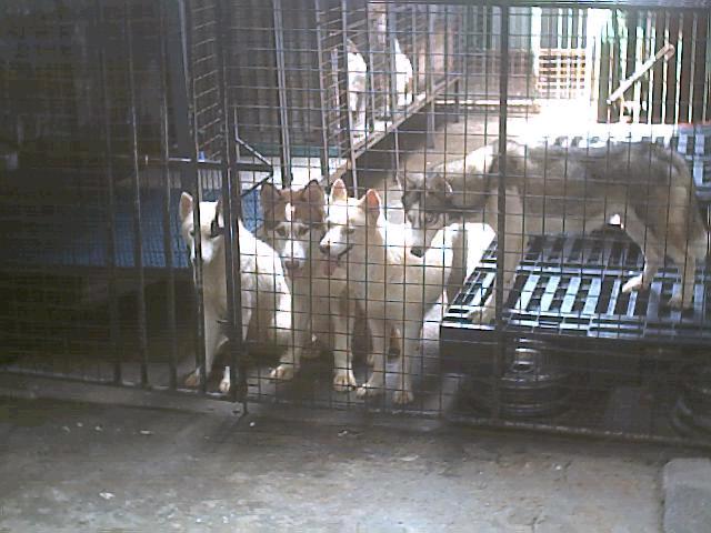 kennel23aug05.jpg